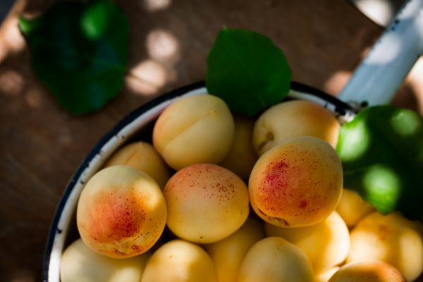 Summer apricots